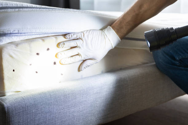 Best Local Pest Control Services  in River Road, WA