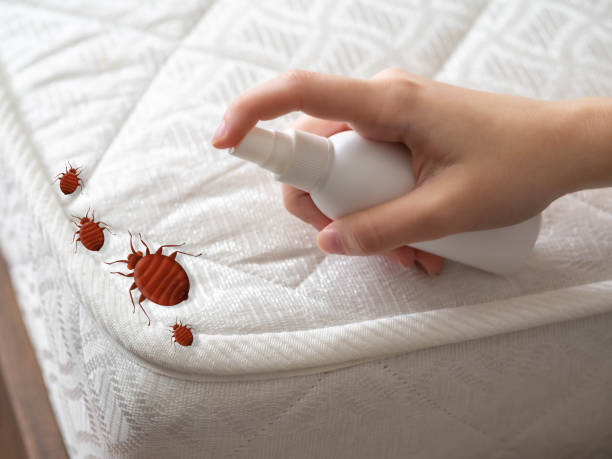 Best Termite Control Services  in River Road, WA